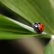Macrophoto