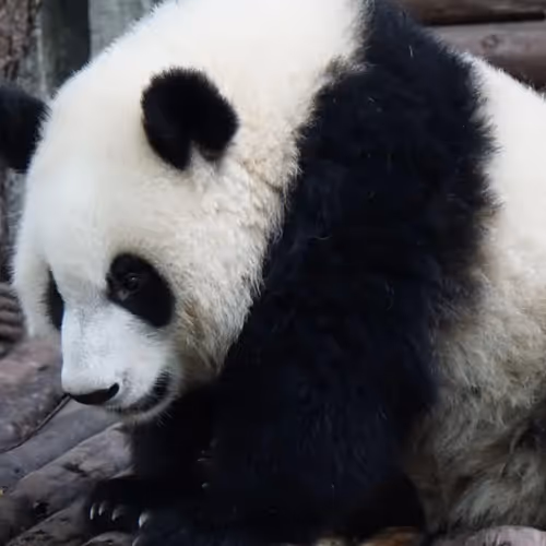 allenzw.lens-Collect-38