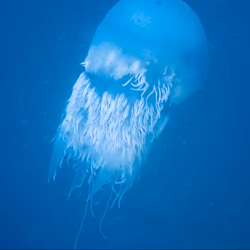 akxakxll.lens-Collect-224