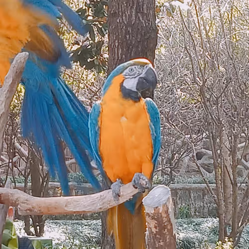 candyman.lens-Collect-71