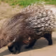 Spooky Animal