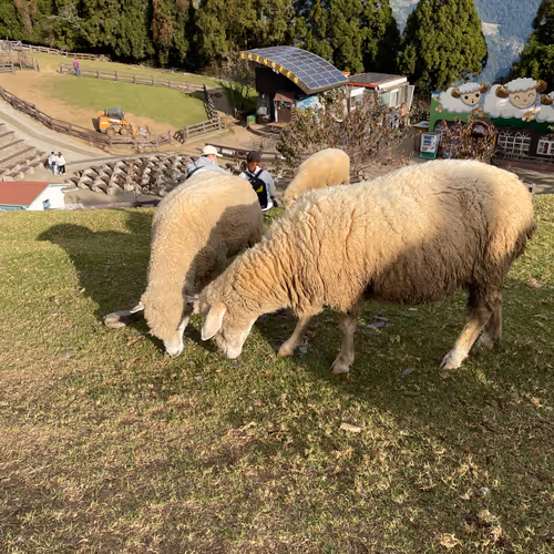 sheep