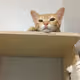 cute