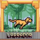 Labrador