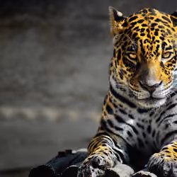 leo