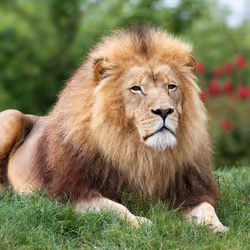 lion