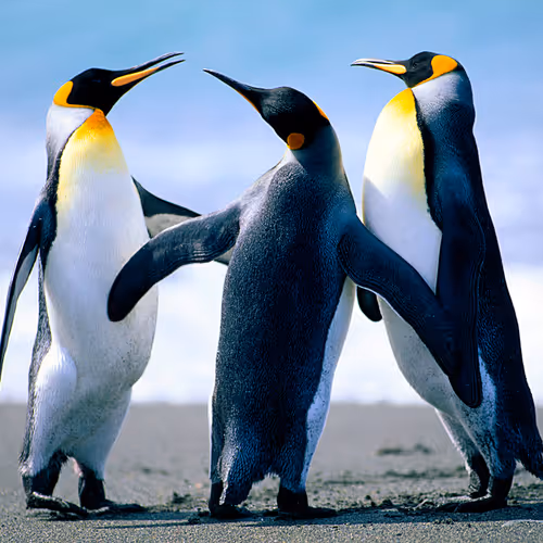 PENGUINS