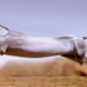 longhorse