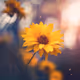 mojiniho.lens-Collect-1135