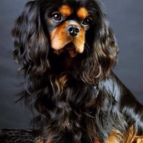 mermaid1.lens-Collect-1529