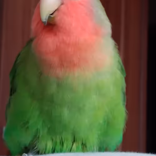 Parrot