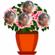 VICTORIA_POTTED_PLANTZ