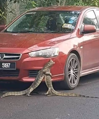 mamal.lens-Collect-1759