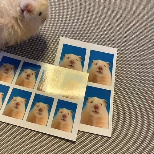 Daily life of animals