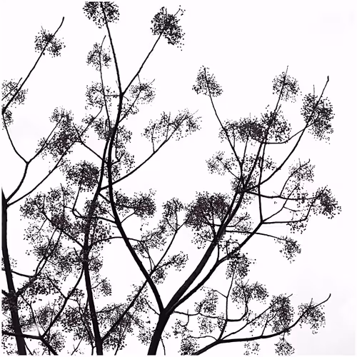 Arbre collection