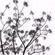 Arbre collection