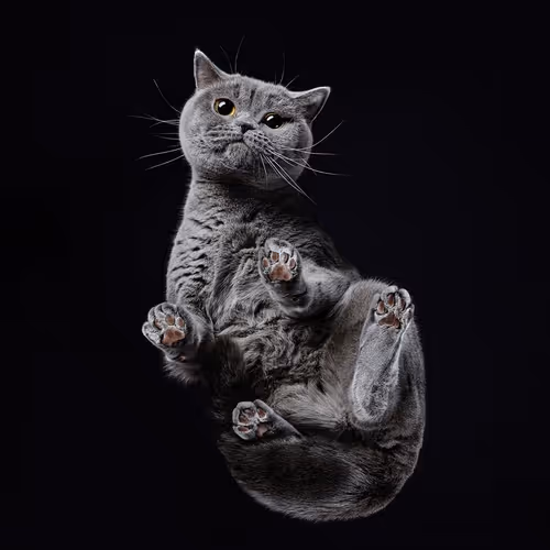AAAA AAAA