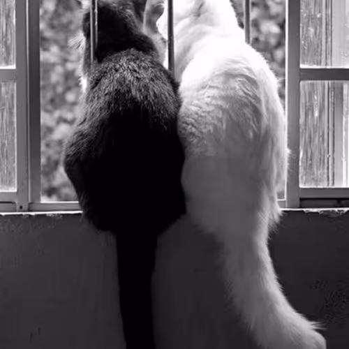 caren.lens-Collect-5