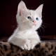 catog