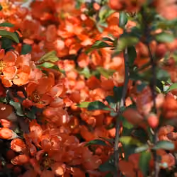 Nature004