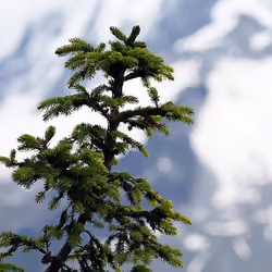 Nature003