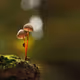 A Magical World