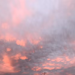 Sunset papaya (1)