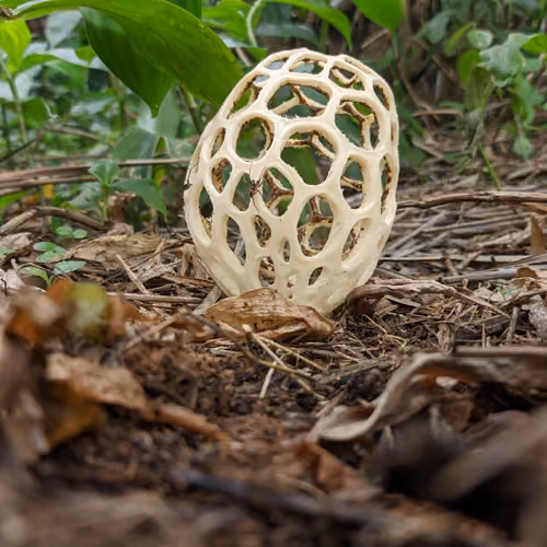 Fungus