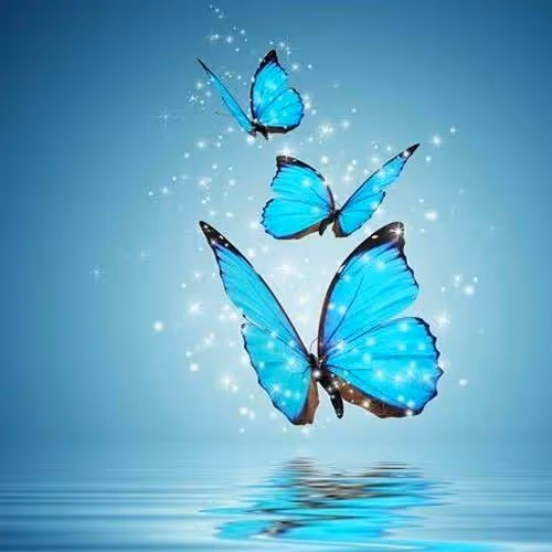 Butterfly