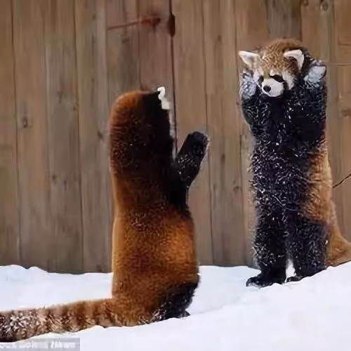 7979