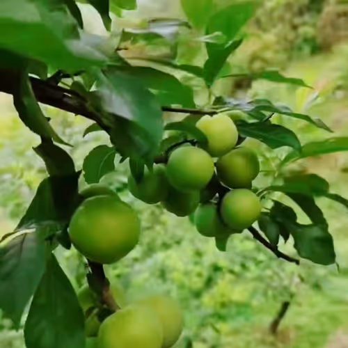 blackbelt.lens-Collect-53