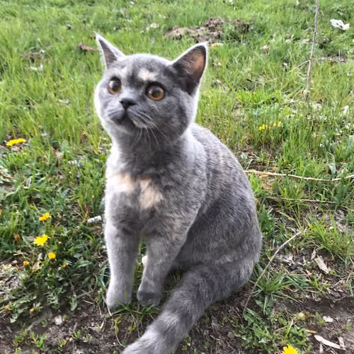 Myshka