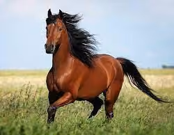 Horse 2