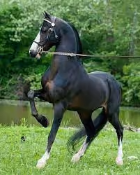 Horse 3