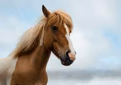Horse 4