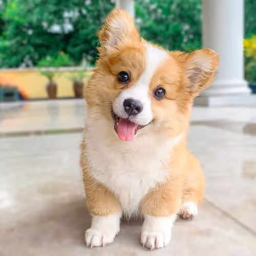 Corgy