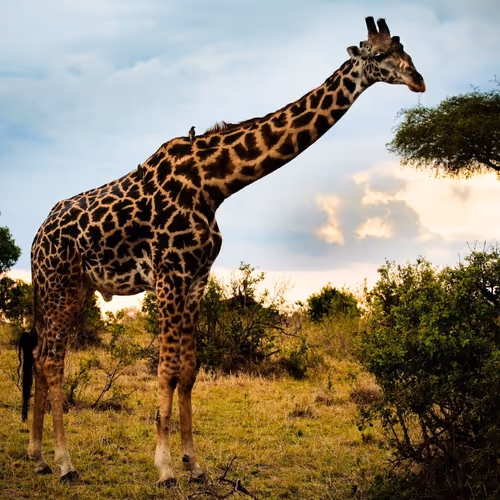 giraffe style