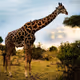 giraffe style