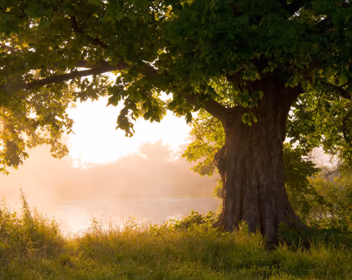 buratinos.lens-Collect-36