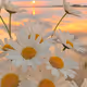 pegah.lens-Collect-114