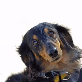 Tatum Matic Collection