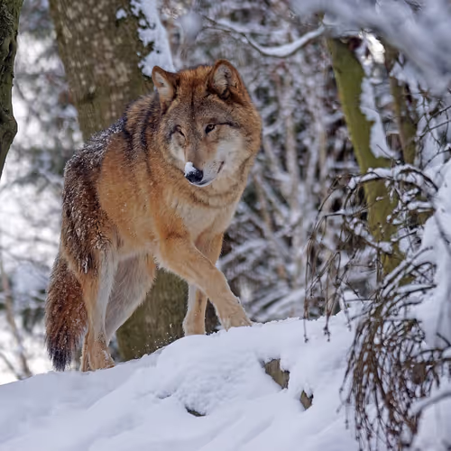 Wolf