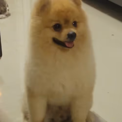Phongphawit