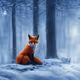 Foxyx