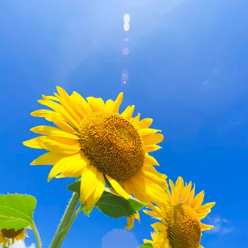 oooo3.lens-Collect-138