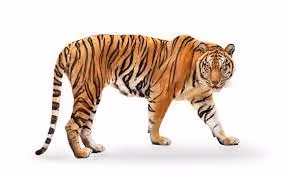 Jungle - T8jrHtwv62