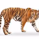 Jungle - T8jrHtwv62