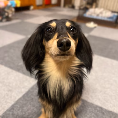 secrets of dogs