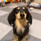 secrets of dogs