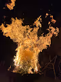 Fire Collectors Edition